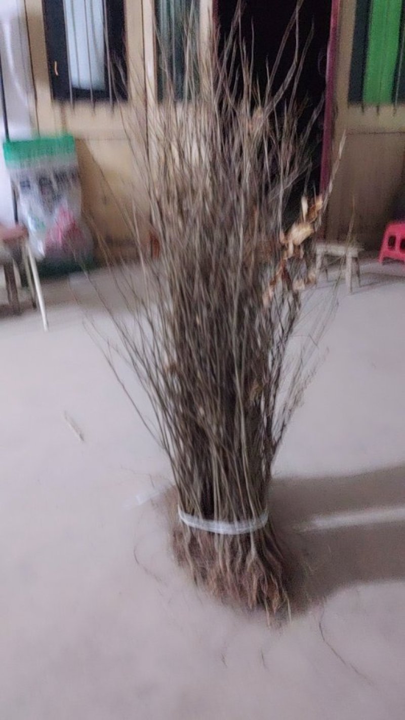 大量供应麻栗树苗