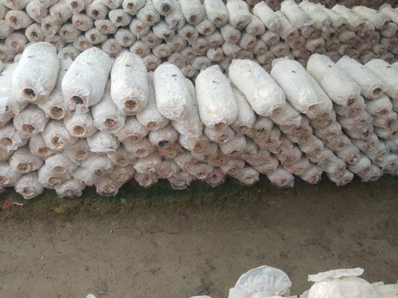 平菇菌棒