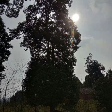 香樟