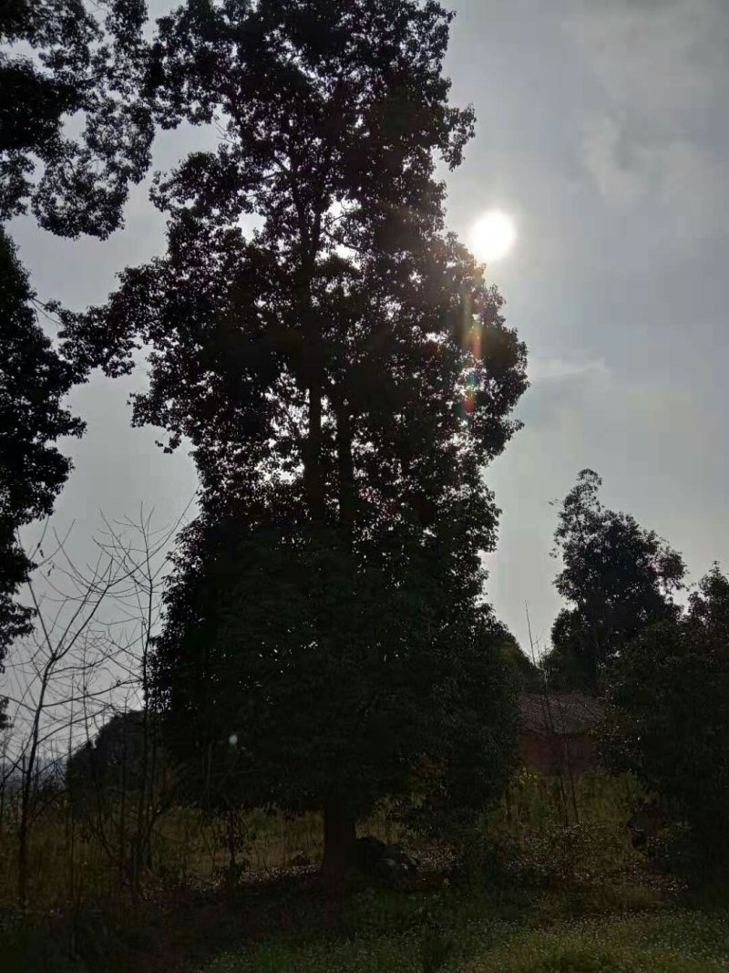 香樟