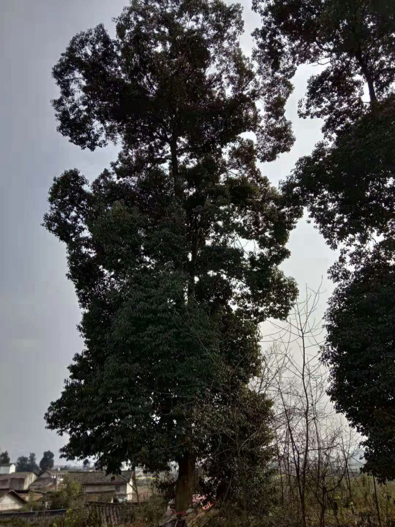 香樟
