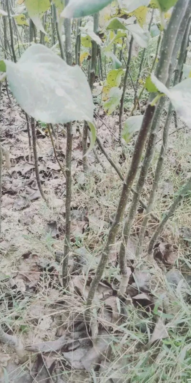 秋月梨树苗，梨树苗，新品种梨树苗，嫁接品种梨树苗