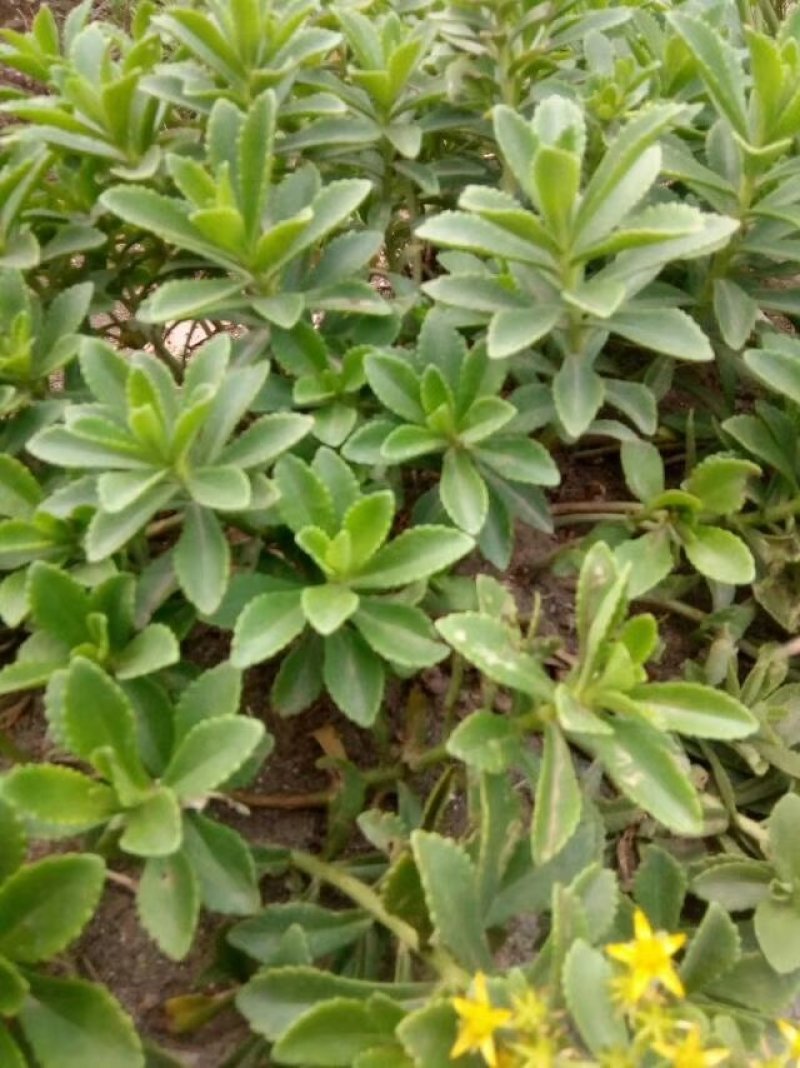 优质菜养心菜种苗救心菜种苗基地批发价格救心菜种苗