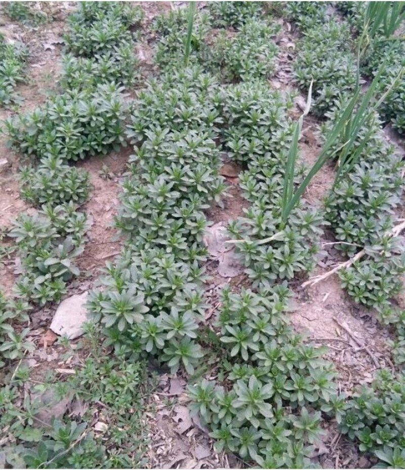 优质菜养心菜种苗救心菜种苗基地批发价格救心菜种苗