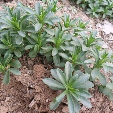 优质菜养心菜种苗救心菜种苗基地批发价格救心菜种苗