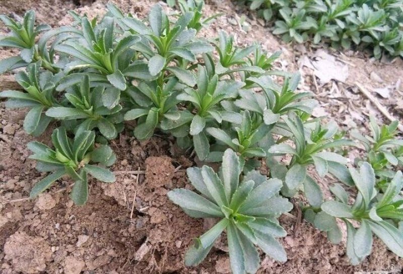 优质菜养心菜种苗救心菜种苗基地批发价格救心菜种苗