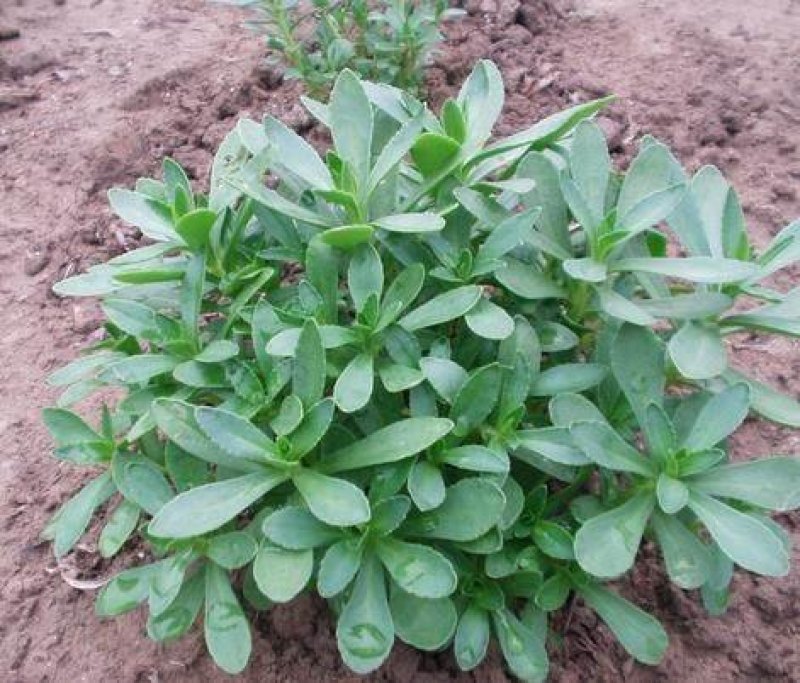 优质菜养心菜种苗救心菜种苗基地批发价格救心菜种苗