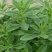 优质菜养心菜种苗救心菜种苗基地批发价格救心菜种苗