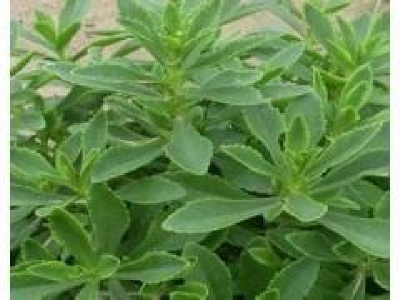 优质菜养心菜种苗救心菜种苗基地批发价格救心菜种苗
