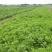 优质菜养心菜种苗救心菜种苗基地批发价格救心菜种苗