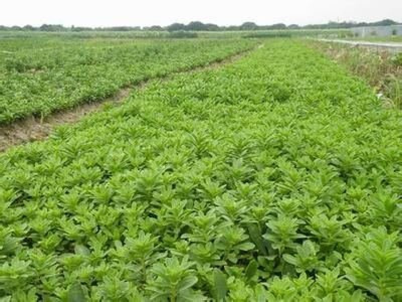 优质菜养心菜种苗救心菜种苗基地批发价格救心菜种苗
