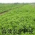 优质菜养心菜种苗救心菜种苗基地批发价格救心菜种苗