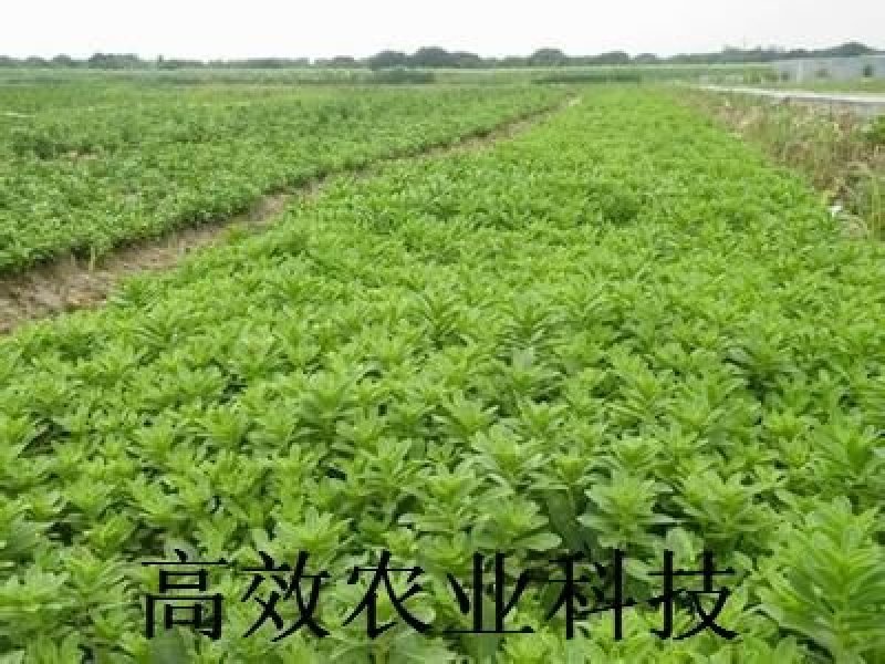 优质菜养心菜种苗救心菜种苗基地批发价格救心菜种苗