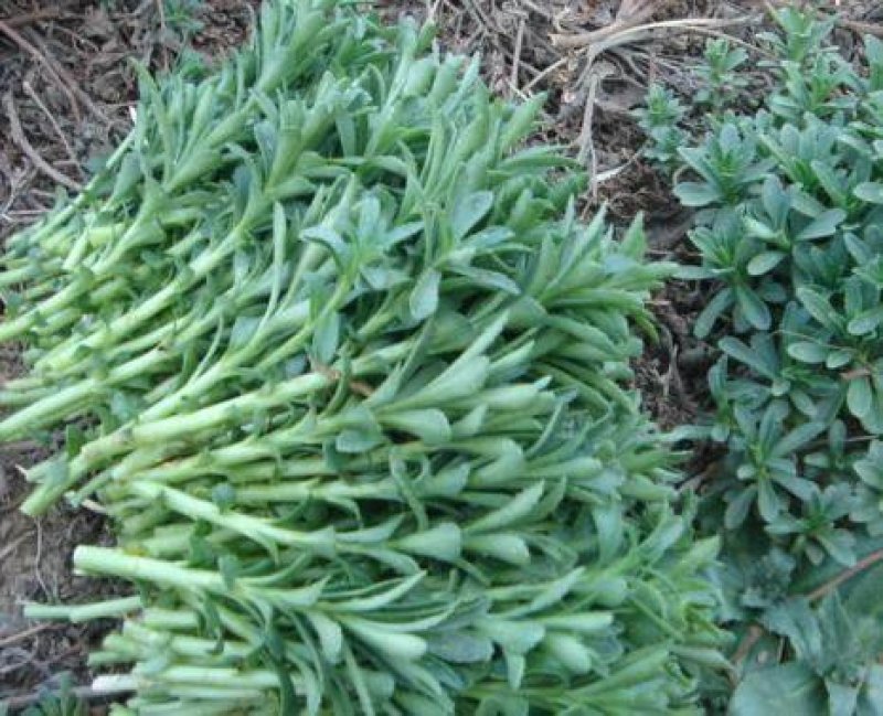 优质菜养心菜种苗救心菜种苗基地批发价格救心菜种苗