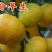 大量提供批发各种优质柑橘苗木