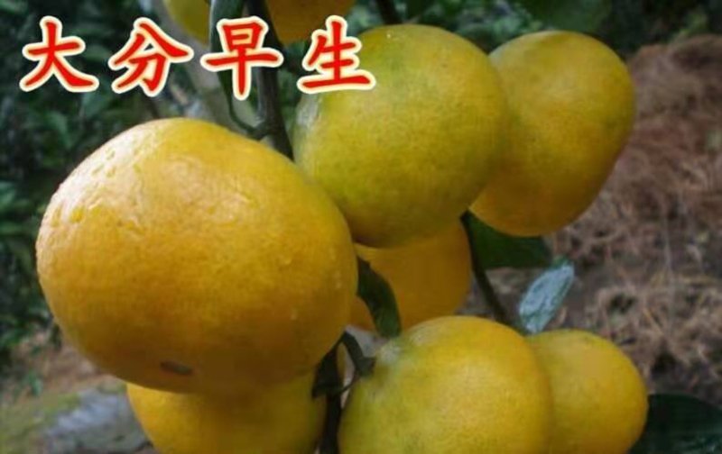 大量提供批发各种优质柑橘苗木