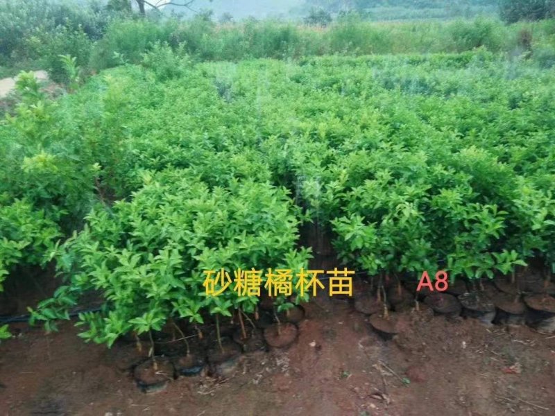 大量提供批发各种优质柑橘苗木