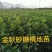 大量提供批发各种优质柑橘苗木
