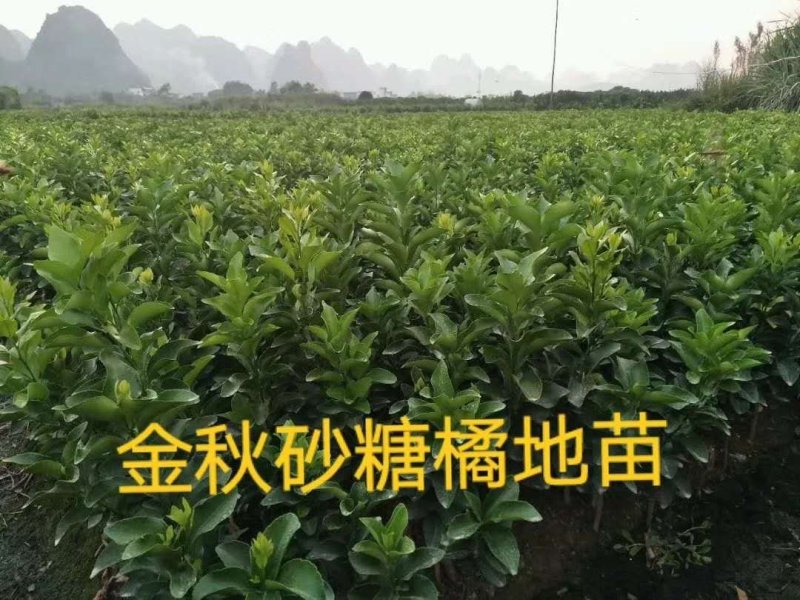 大量提供批发各种优质柑橘苗木