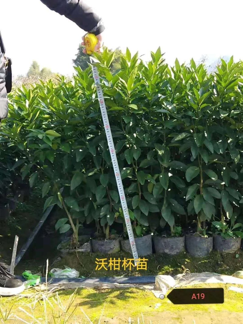大量提供批发各种优质柑橘苗木