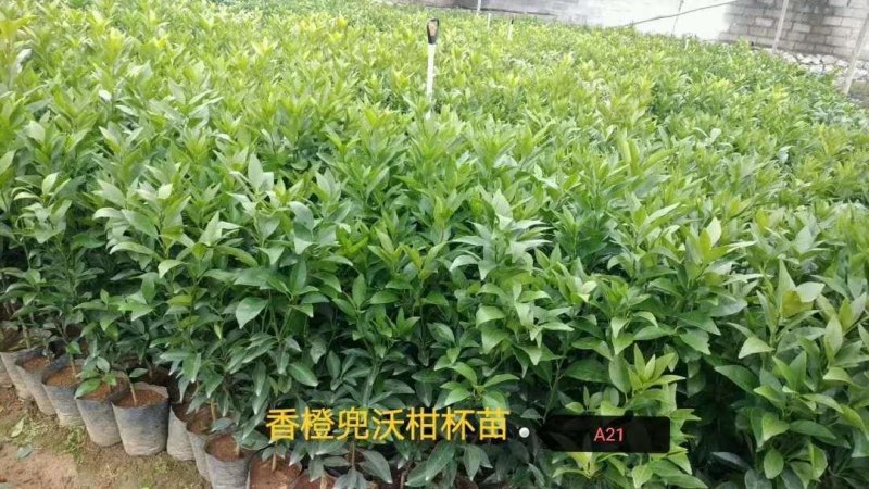 大量提供批发各种优质柑橘苗木