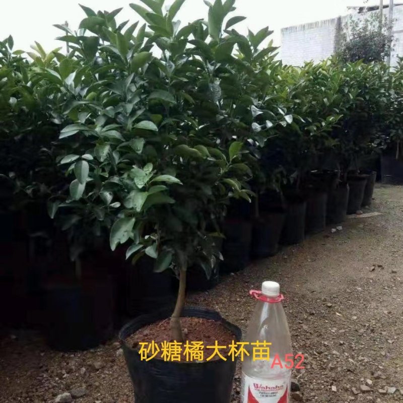 大量提供批发各种优质柑橘苗木