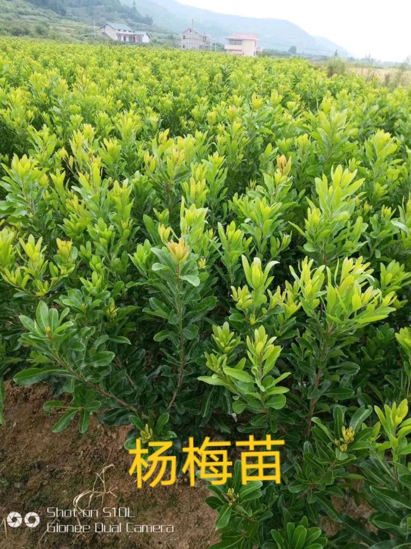 大量提供批发各种优质柑橘苗木