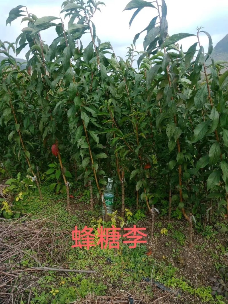 大量提供批发各种优质柑橘苗木