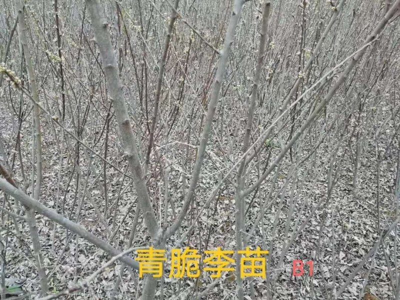 大量提供批发各种优质柑橘苗木