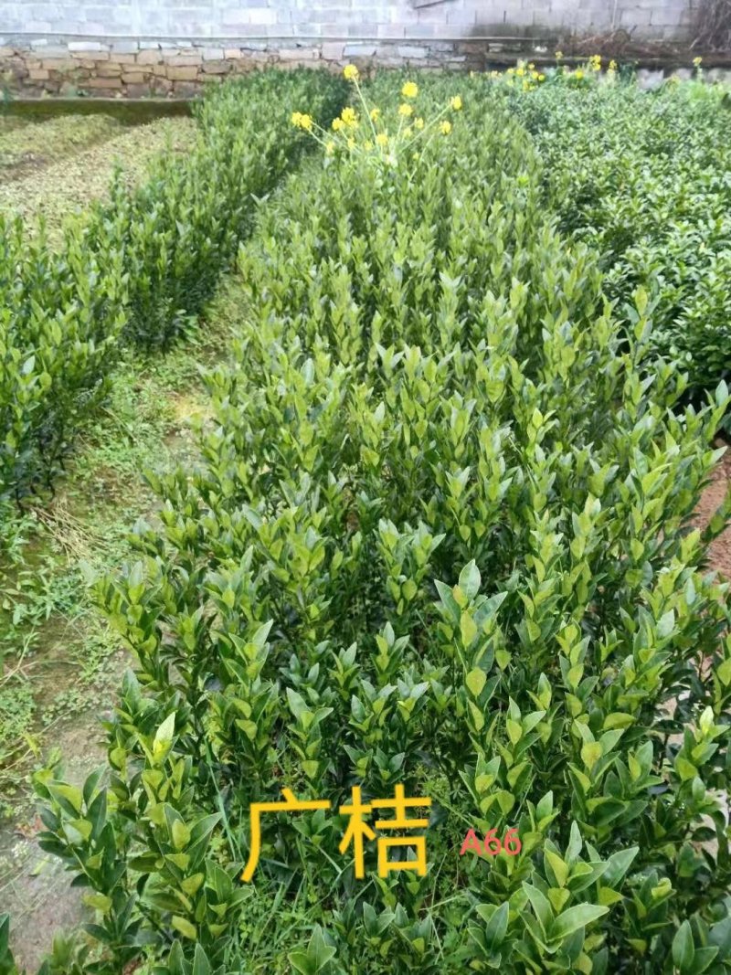 大量提供批发各种优质柑橘苗木
