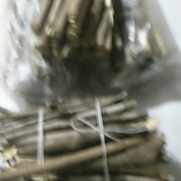 能代替人参的滋补药材野生刺五加