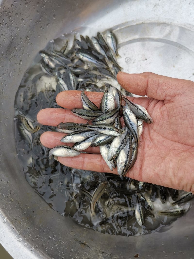加州鲈苗