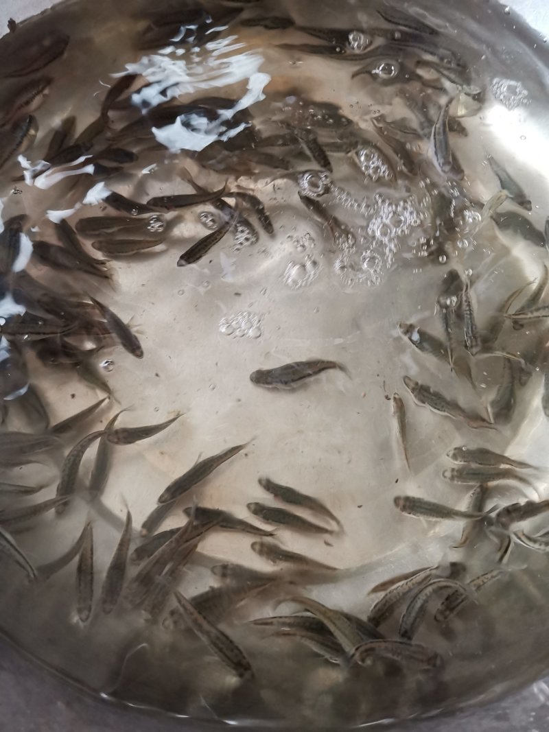 加州鲈苗
