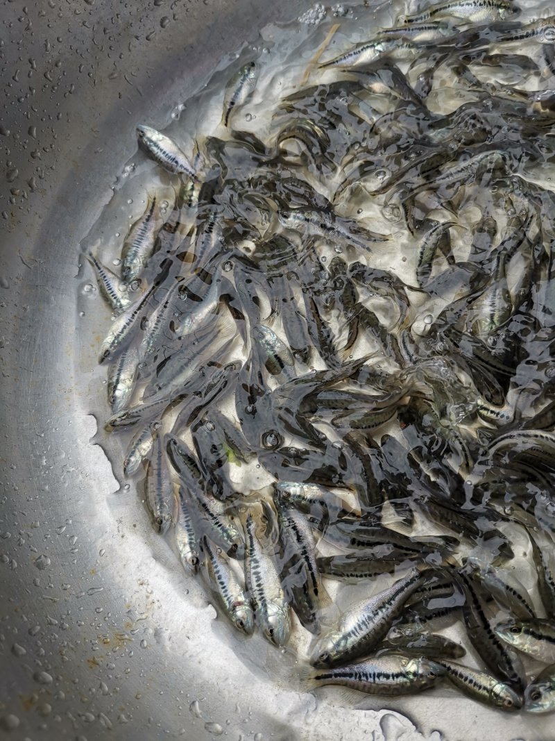加州鲈苗