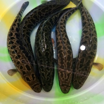 乌鱼苗
