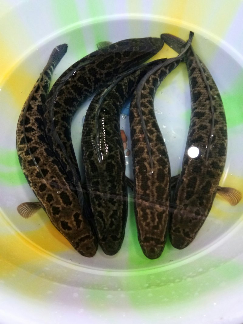 乌鱼苗