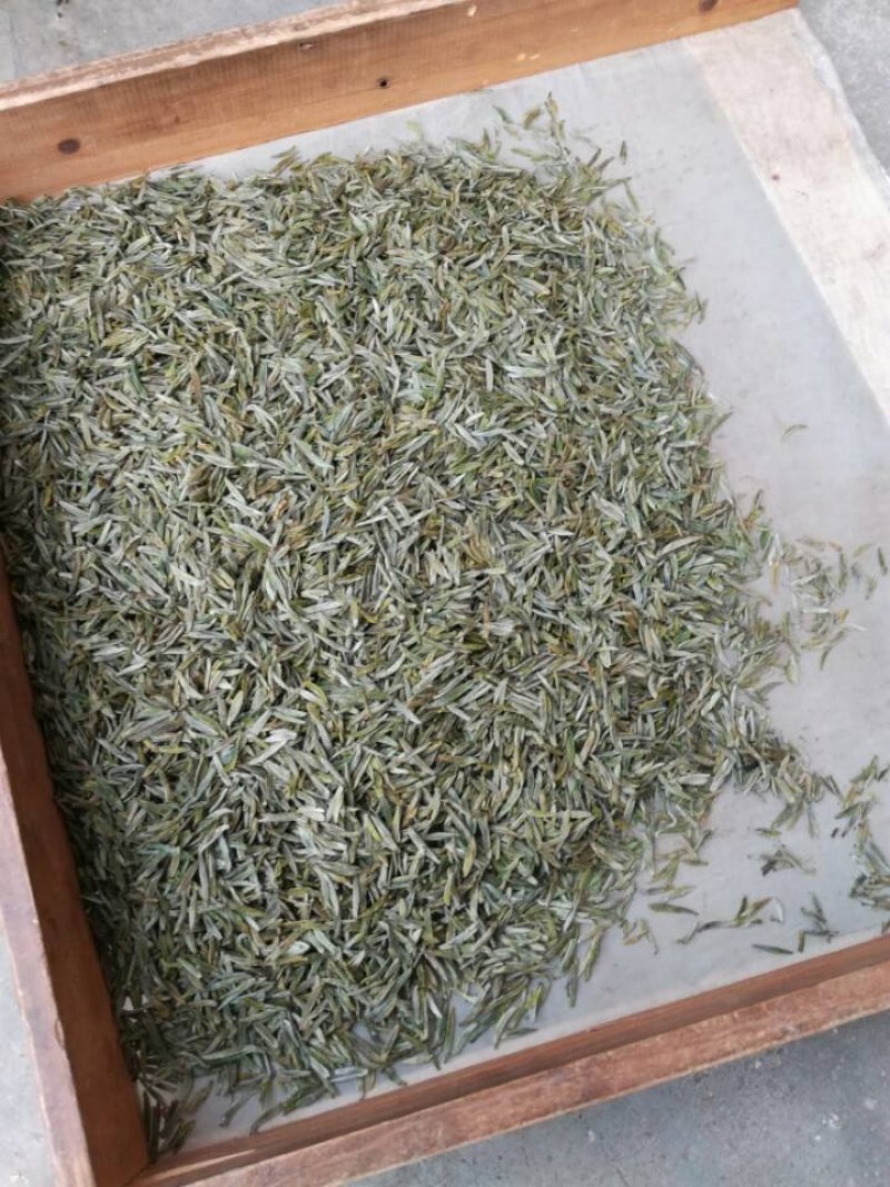 2019信阳毛尖已上市，高档明前茶，茶农自产自欢迎围观！