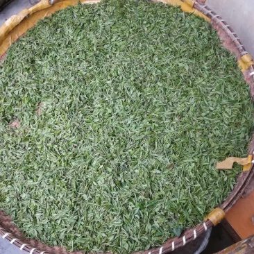 2019信阳毛尖已上市，高档明前茶，茶农自产自欢迎围观！