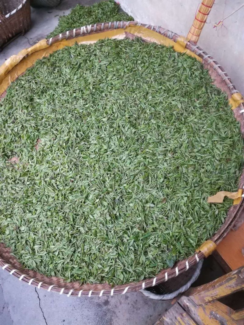 2019信阳毛尖已上市，高档明前茶，茶农自产自欢迎围观！