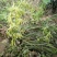 2019信阳毛尖已上市，高档明前茶，茶农自产自欢迎围观！