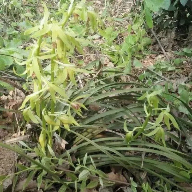 2019信阳毛尖已上市，高档明前茶，茶农自产自欢迎围观！