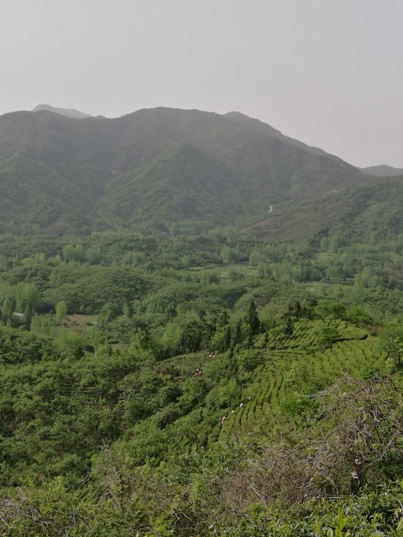 2019信阳毛尖已上市，高档明前茶，茶农自产自欢迎围观！