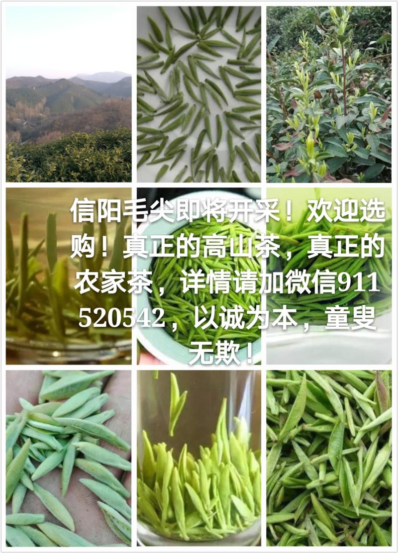 2019信阳毛尖已上市，高档明前茶，茶农自产自欢迎围观！
