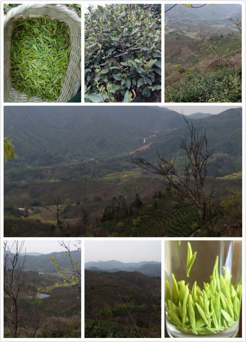 2019信阳毛尖已上市，高档明前茶，茶农自产自欢迎围观！