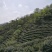 2019信阳毛尖已上市，高档明前茶，茶农自产自欢迎围观！