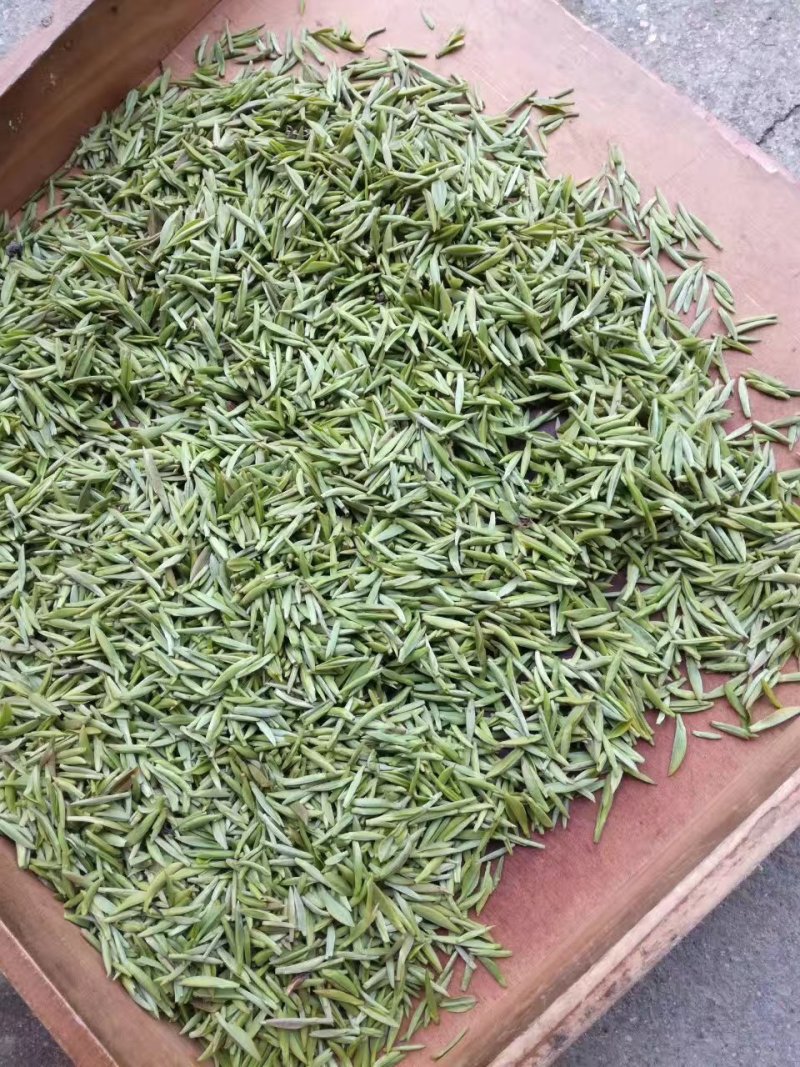 2019信阳毛尖已上市，高档明前茶，茶农自产自欢迎围观！
