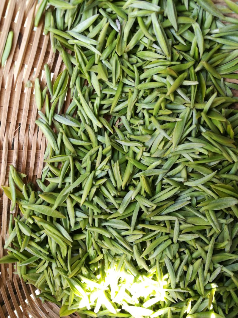 2019信阳毛尖已上市，高档明前茶，茶农自产自欢迎围观！