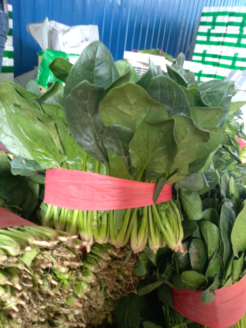 菠菜