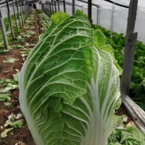 山东青州优质黄心大白菜大量上市全国发货
