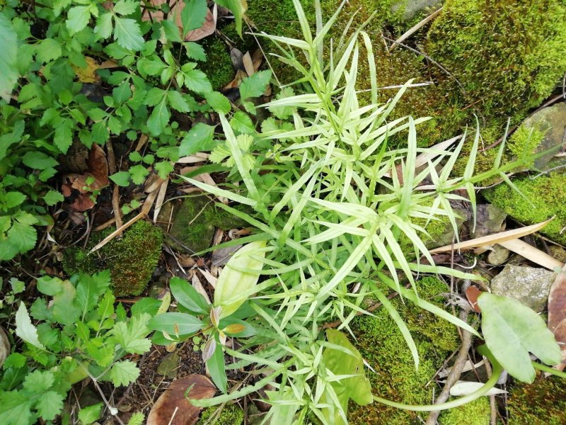 广西凤尾草，新鲜货，10斤起批，欢迎订购。